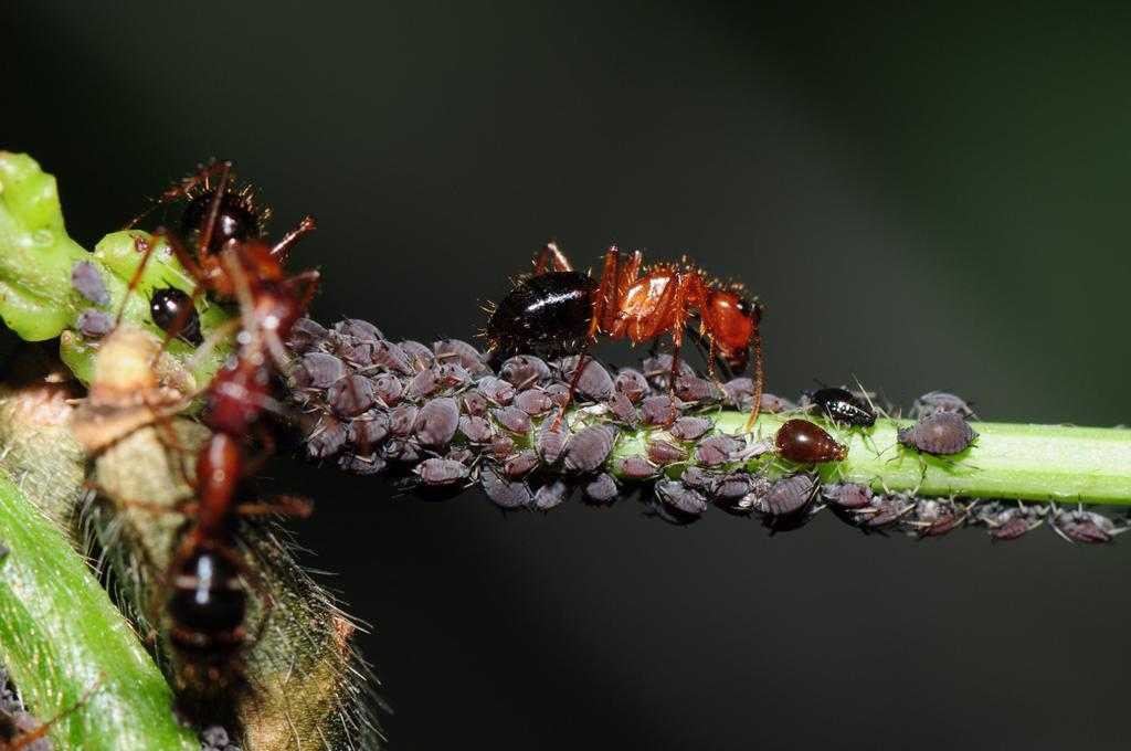 Как навсегда убрать муравьев с огорода - обзор лучших методов борьбы