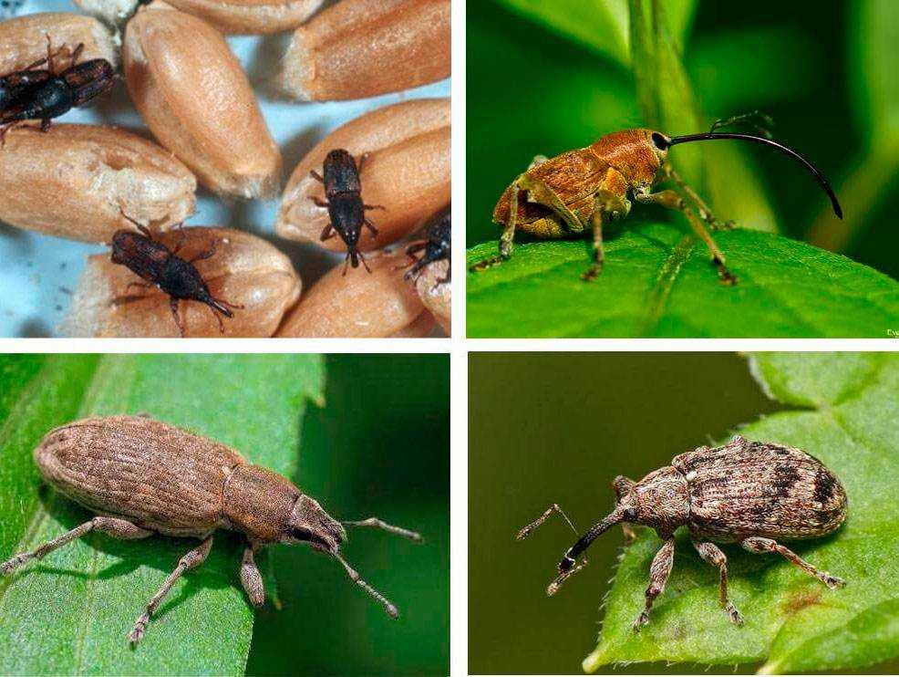 Чем питается жук-долгоносик и как его обезвредить