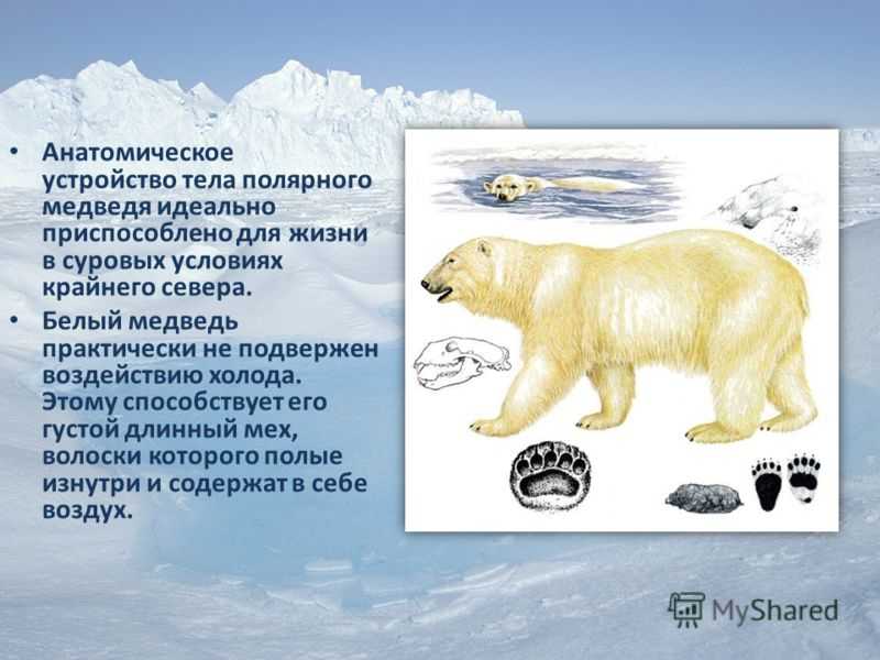 Особенности внутреннего строения медведя. Строение белого медведя. Среда обитания белого медведя. Экологический критерий бурого медведя и белого медведя. Внешнее строение белого медведя.