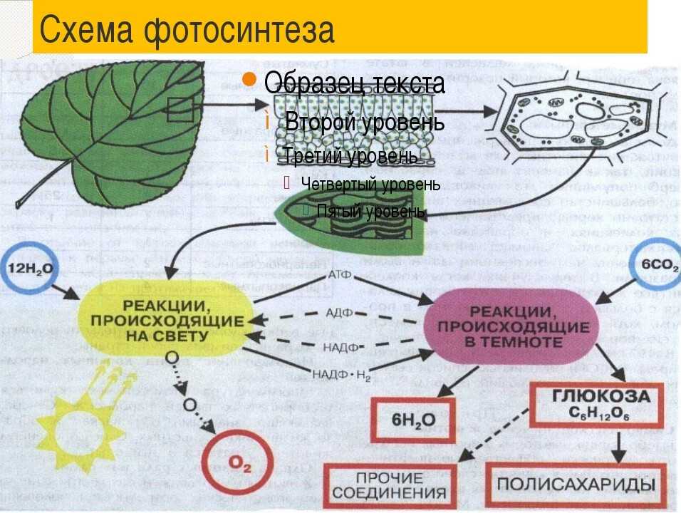 Фотосинтез проект 6 класс