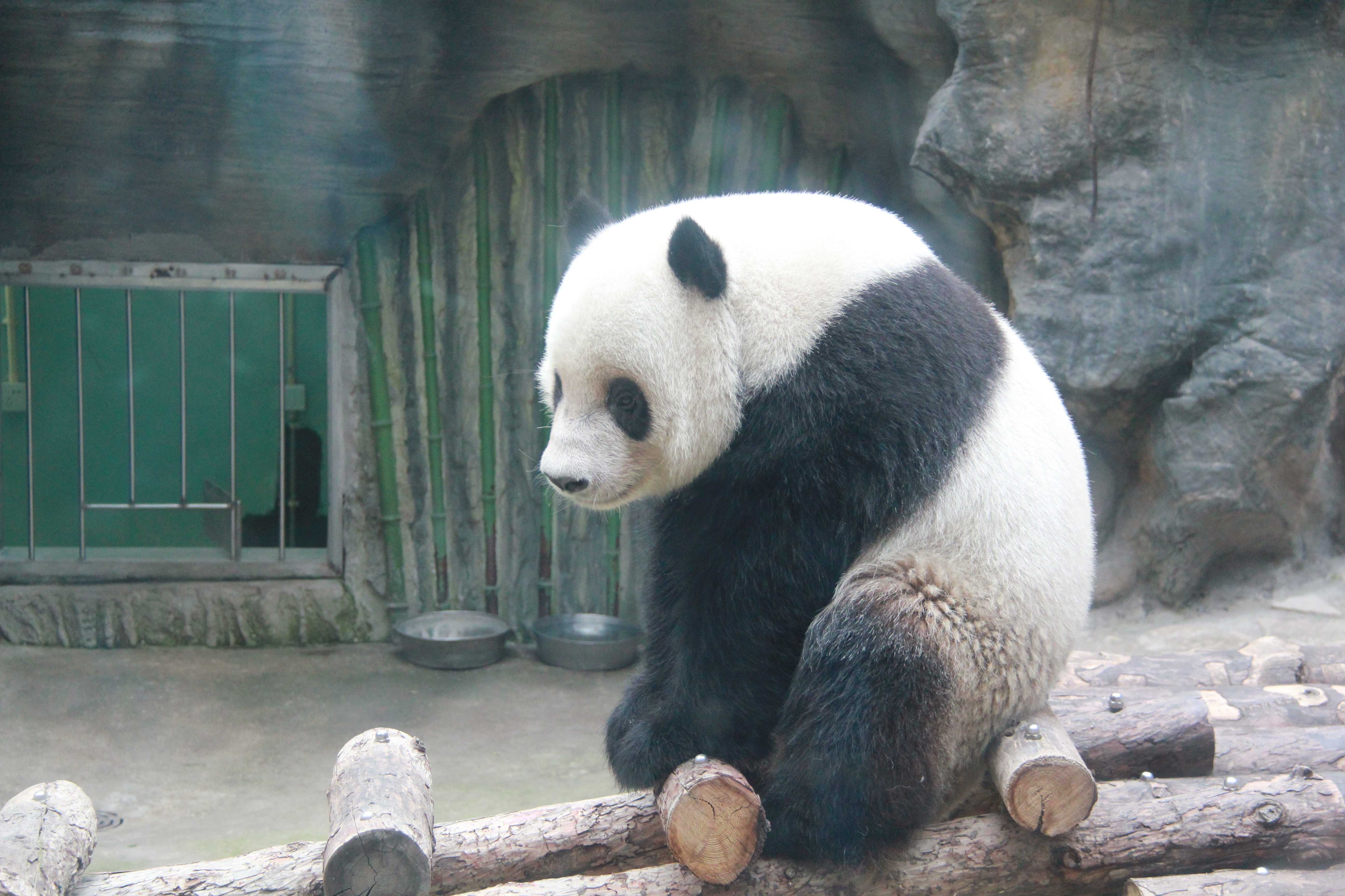 Зоопарк увидеть панду