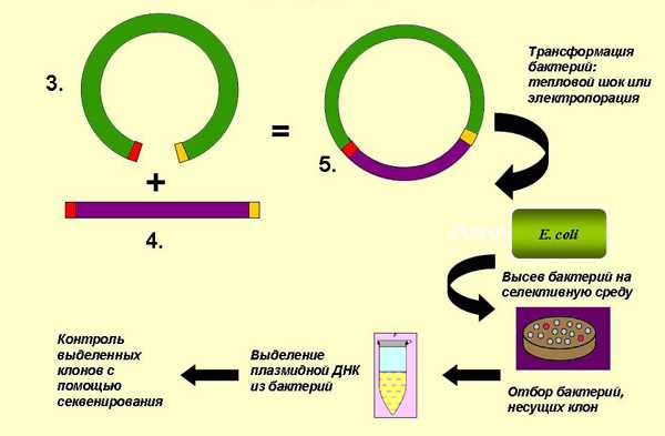 Методы введения плазмид. Общая схема молекулярного клонирования. Плазмида схема бактерии. Схема клонирования рекомбинантной ДНК. Рестрикция ДНК схема.
