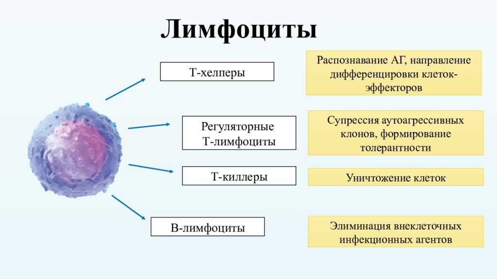 Характеристика в лимфоцитов