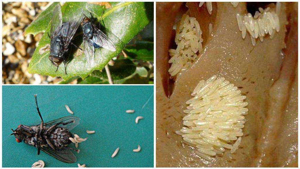 Гриб-паразит делает из насекомых зомби. мы ни на что не намекаем, это просто новые исследования