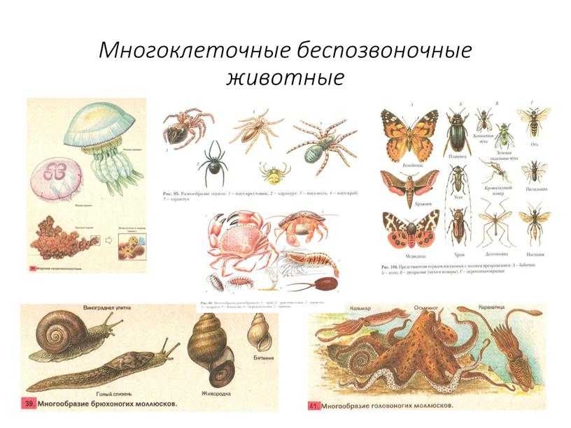 Все скелеты в животном мире можно поделить на четыре типа — какие они и почему такими возникли? - hi-news.ru