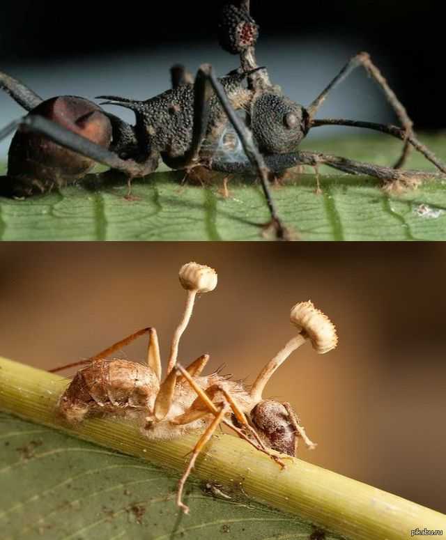Как грибы-паразиты превращают муравьев в зомби?