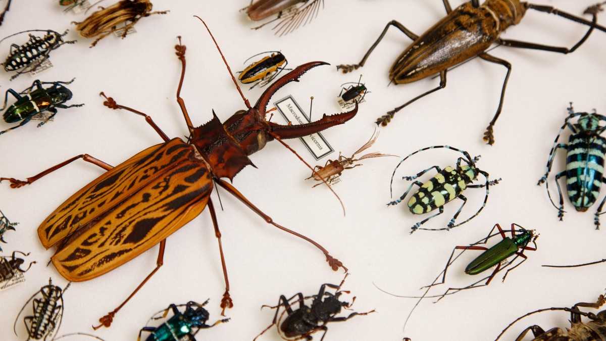 Что мы знаем о цеце? чем знаменита эта муха?