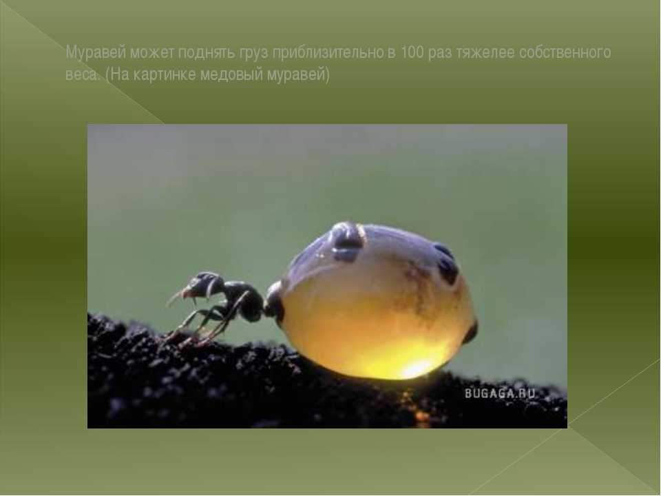 Сообщение о муравьях - особенности строения, виды и характеристика насекомых