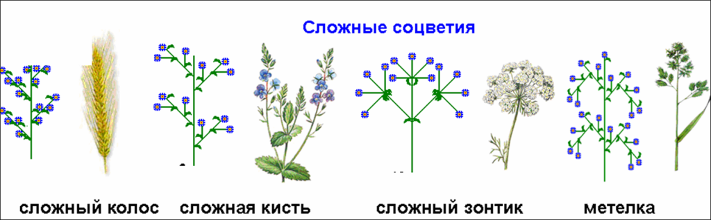 Закономерности завершения морфогенеза соцветия у модельного объекта arabidopsis thaliana и у немодельных покрытосеменных растений из порядка alismatales