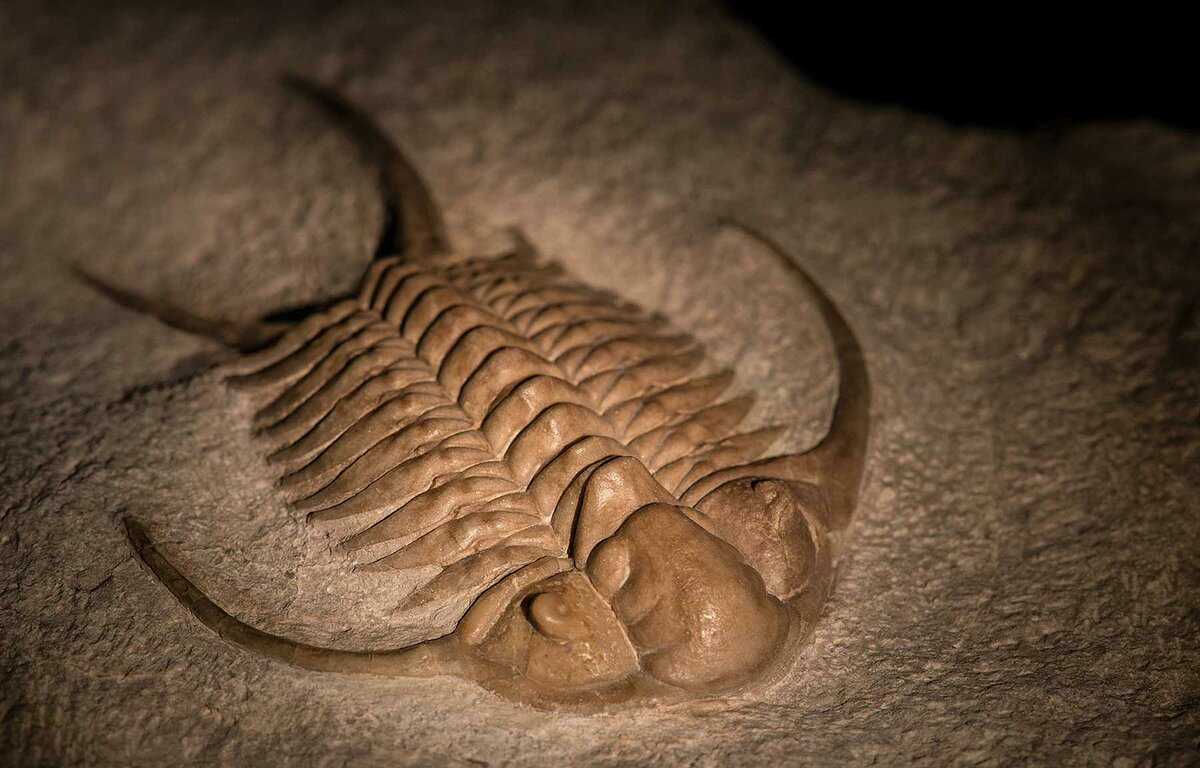 Класс трилобиты (trilobita)