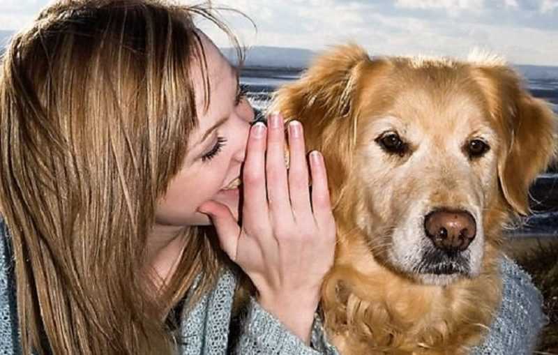 Собаки распознают слова как маленькие дети - hi-news.ru