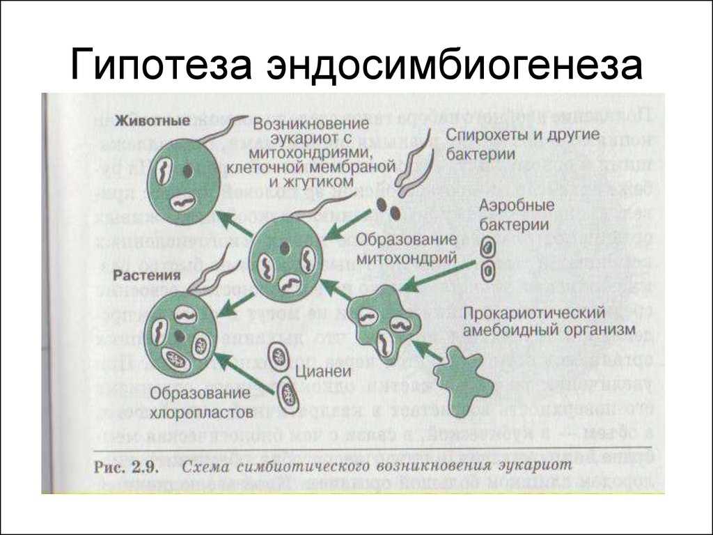 Эволюция организмов. теория симбиогенеза. от одноклеточности к многоклеточности. - презентация