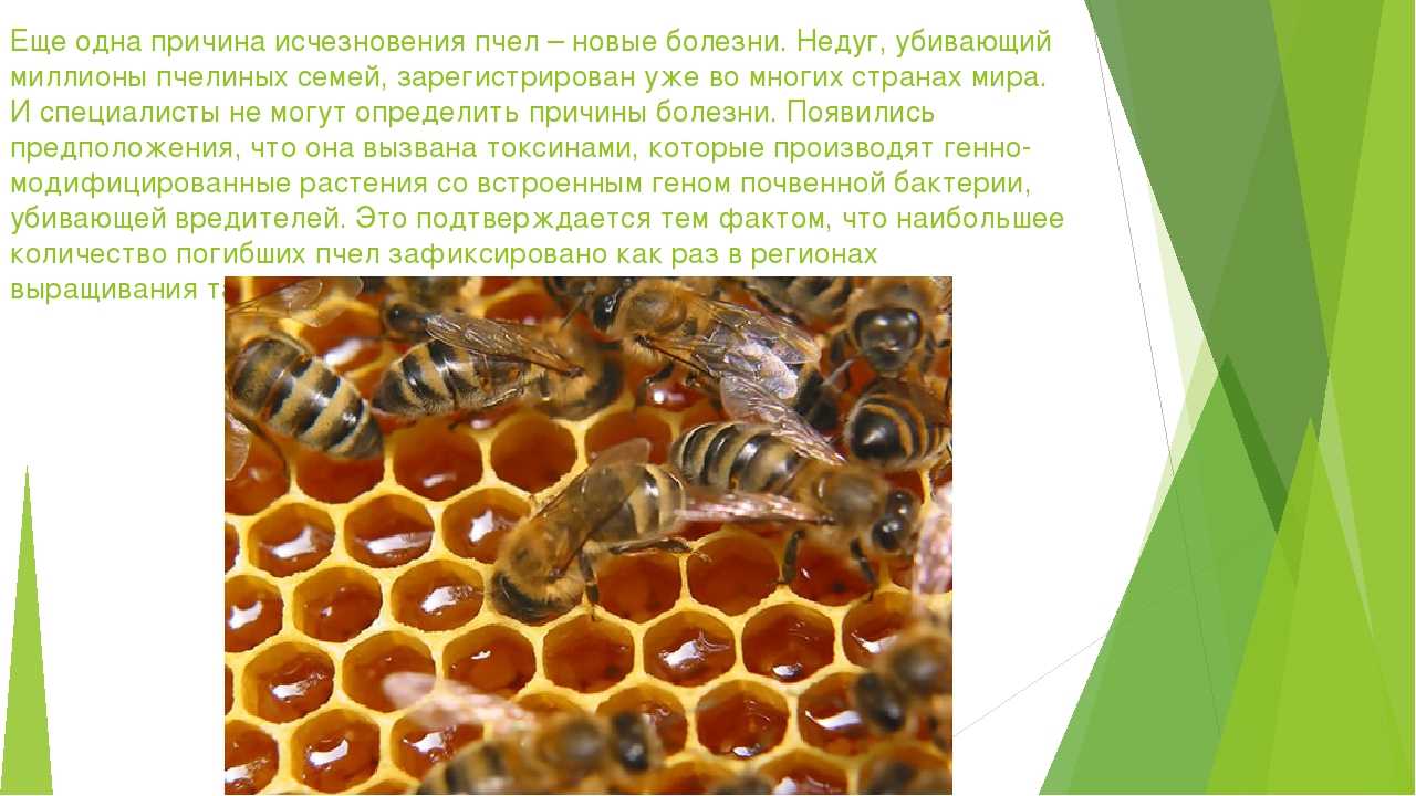 Медоносные пчелы по всему миру страдают от паразитических клещей Varroa destructor, которые их ослабляют и заражают опасным вирусом деформации крыльев Бактерии Snodgrassella alvi заставили производить двухцепочечную РНК, соответствующую участкам генома ли