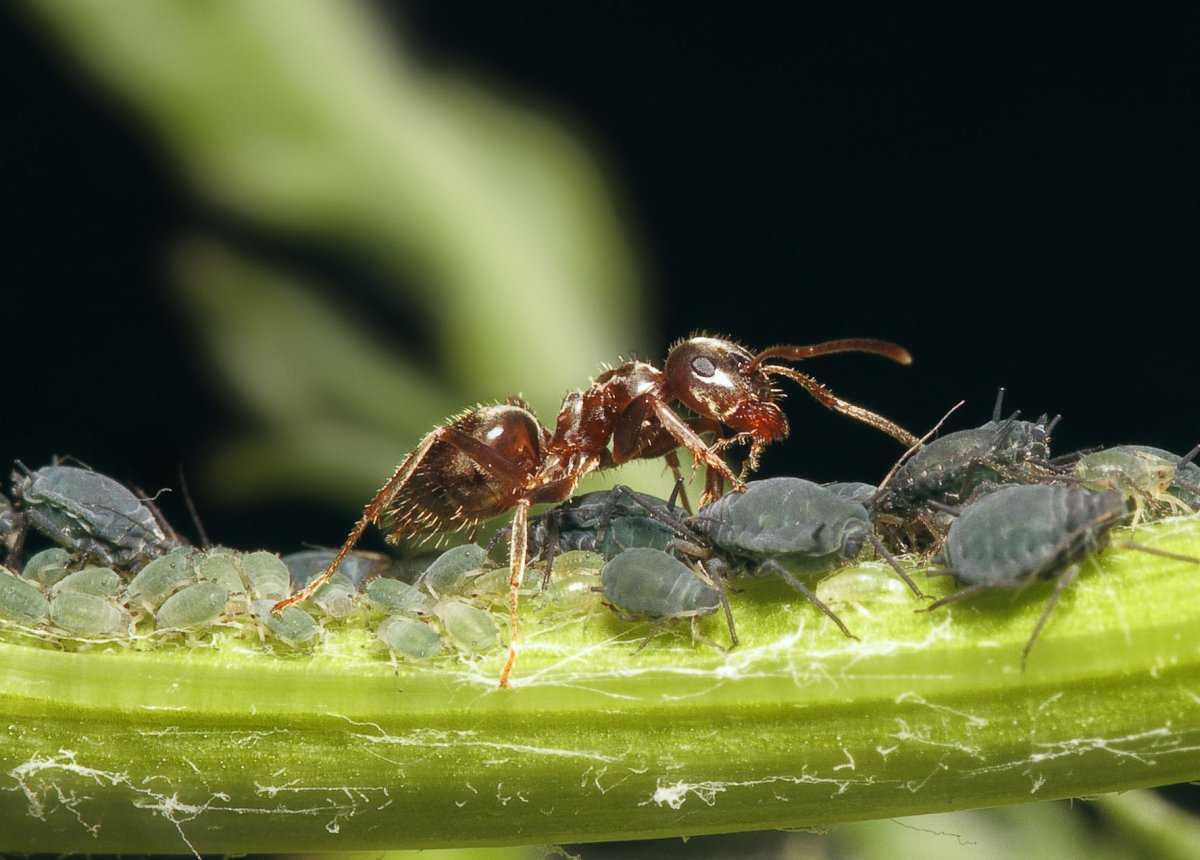 Враги муравьев, кто их ест и истребляет в природе