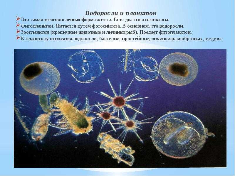 Тест по биологии жизнь в морях и океанах 5 класс