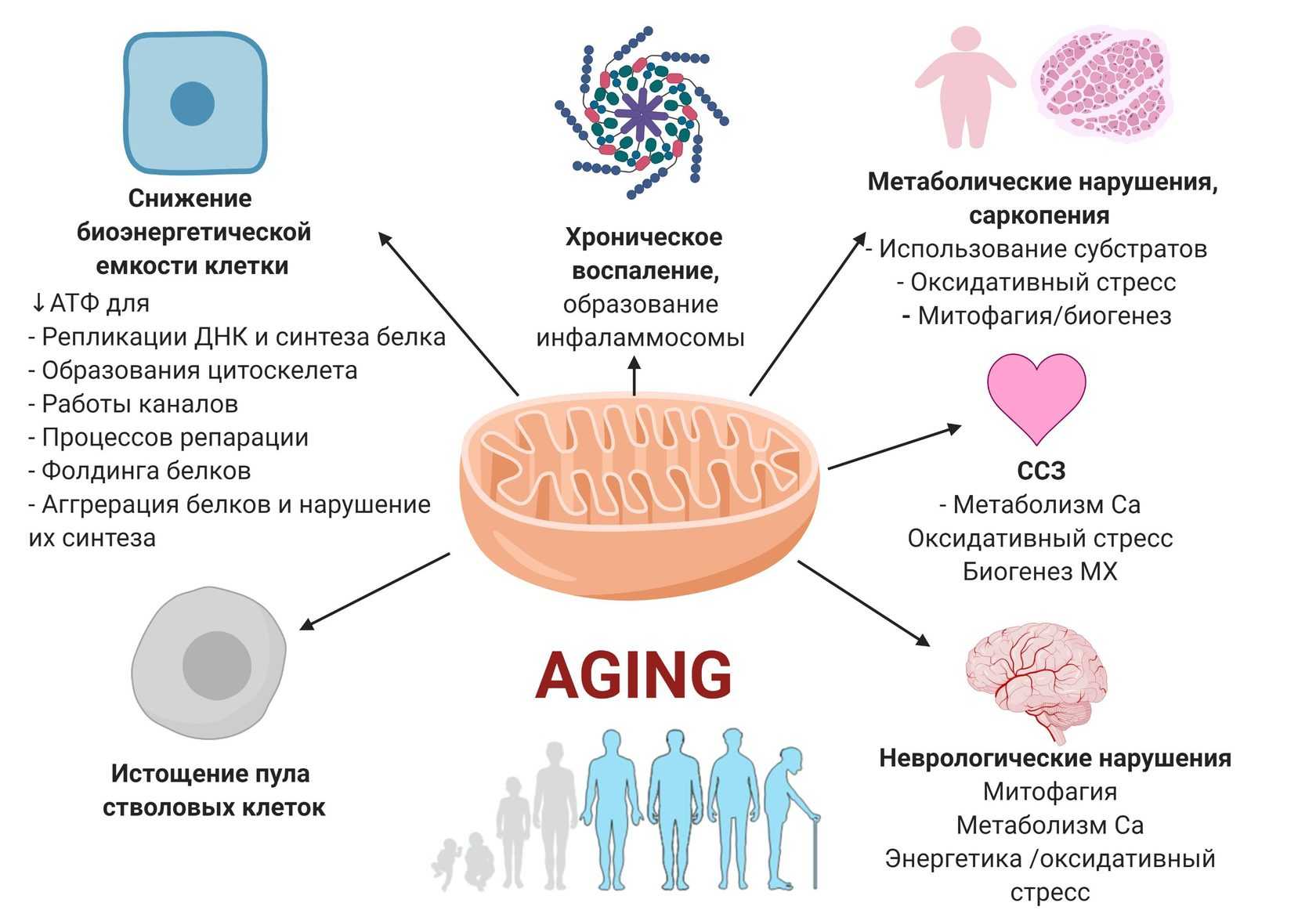 Митохондриальная теория старения – изменение функций генома митохондрий и процесс старения | блог anti-age expert