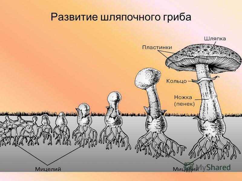 3 примера шляпочных грибов