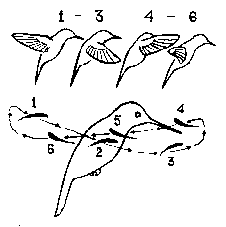 Какое движение у птиц
