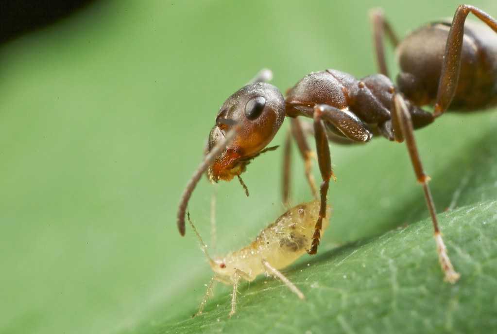 Как избавиться от муравьев на деревьях - яблоне, черешне, вишни и других