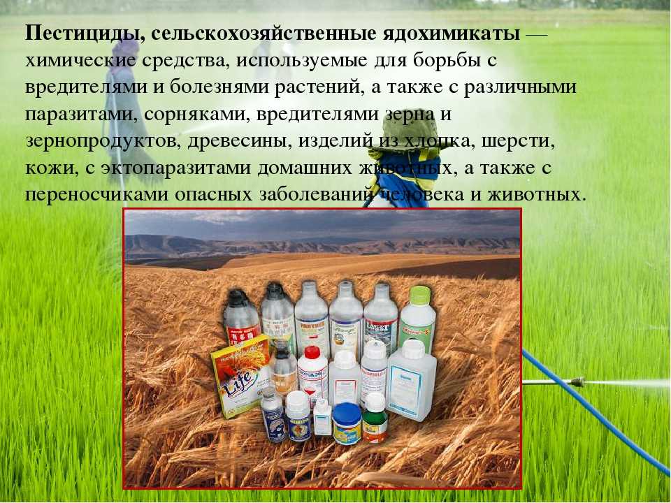 Влияние пестицидов на вредителей растений. Пестициды. Ядохимикаты применяемые в сельском хозяйстве. Пестициды химические вещества. Пестициды презентация.