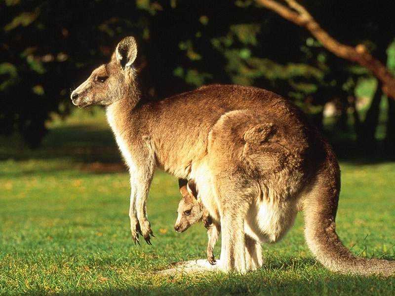 Какие есть животные австралии
