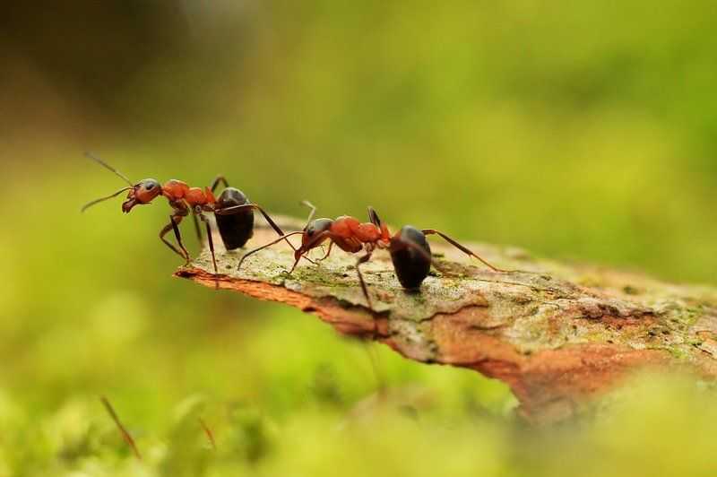 Рыжий лесной муравей: описание, поведение, чем опасен укус