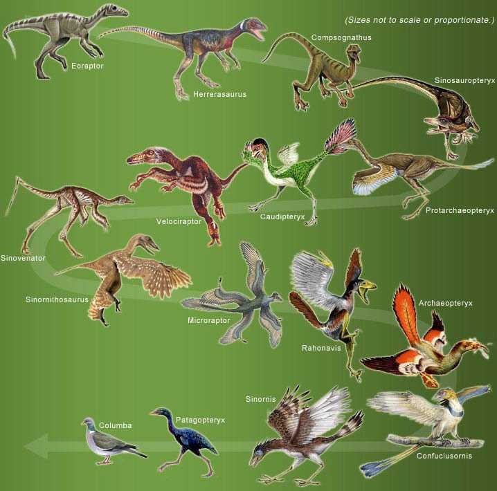 Расцвет млекопитающих появление птиц. Археоптерикс Эволюция птиц. Эволюция динозавров в птиц. Происхождение птиц от динозавров. Эволюция птиц Эволюция птиц.