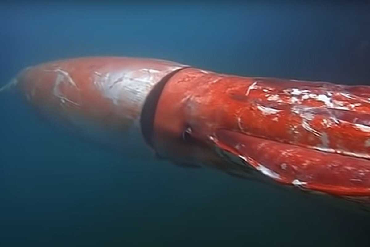 Гигантский кальмар (архитеутис) - самый большой кальмар в мире