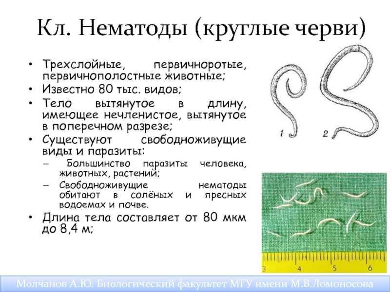 Многощетинковые черви (полихеты)