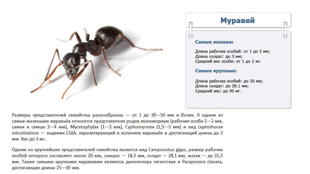 Круги смерти — природный баг в “прошивке” муравьев? - hi-news.ru