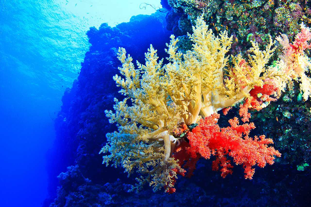 Что такое коралловое отбеливание и почему это происходит? - прочее 2022