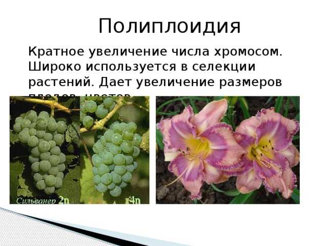 Результат метода полиплоидии. Мутагенез полиплоидия. Полиплоидия хризантемы. Полиплоидия мутагенез растения. Полиплоидия это в биологии 9 класс.