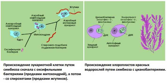 Возникновение прокариот произошло в. Схема симбиотическая теория происхождения эукариотических клеток. Схема эволюции эукариотических клеток. Эволюция от прокариот до эукариот. Теории происхождения эукариотических клеток схема.