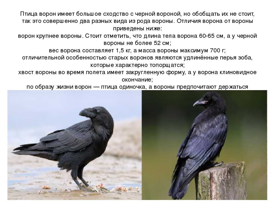 Фото ворона и грача как отличить описание
