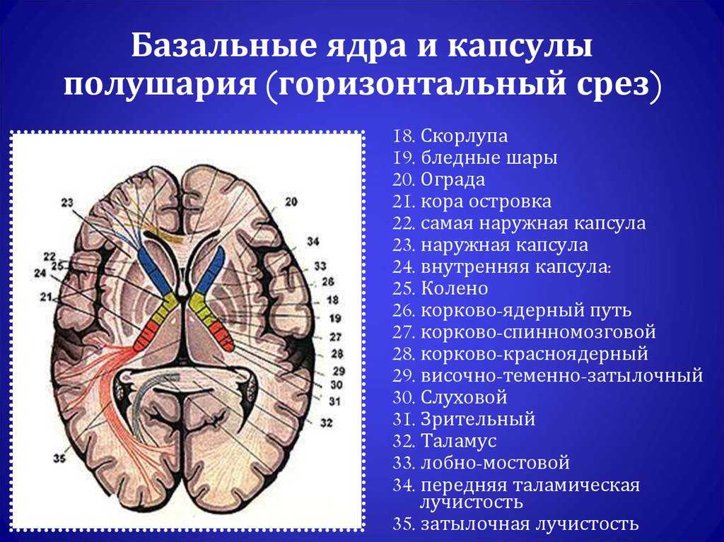 Вещество ядра