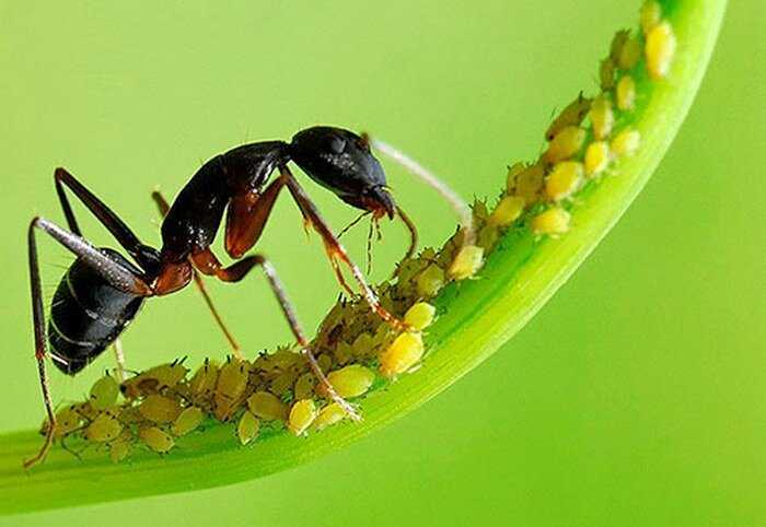 Круги смерти — природный баг в “прошивке” муравьев? - hi-news.ru