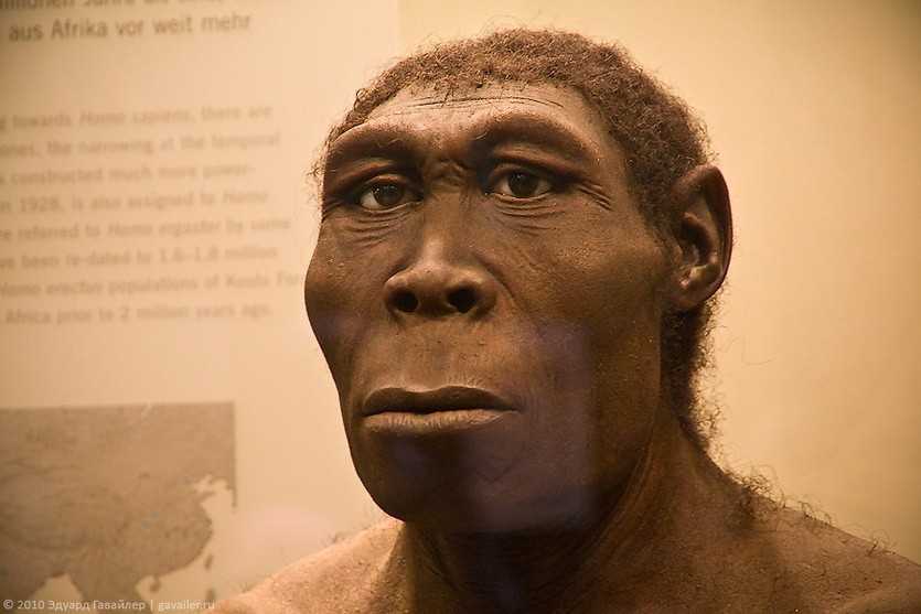 Изучение изотопного состава углерода и кислорода в образцах зубной эмали крупных млекопитающих и карбонатов ископаемых почв из окрестностей озера Туркана в северной Кении показало, что радикальный сдвиг в питании людей произошел около 1,65 млн лет назад С