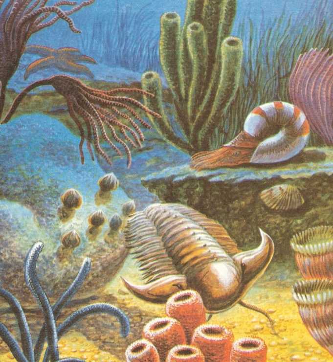 Ученые нашли самого первого хищника на земле возрастом 560 миллионов лет - hi-news.ru