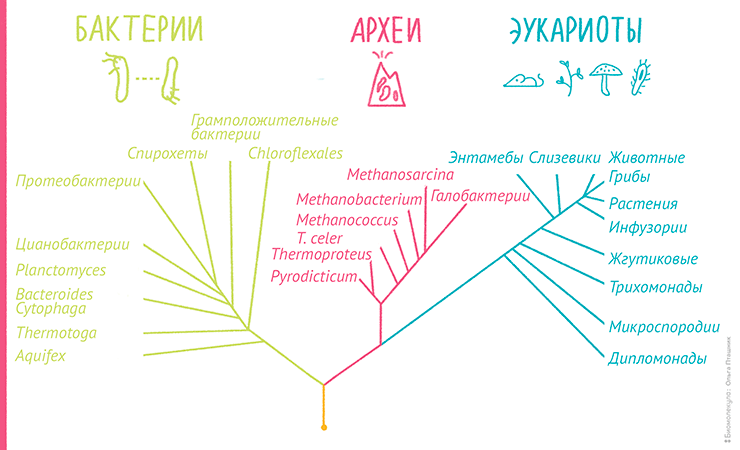 Филогенетическое дерево - phylogenetic tree - abcdef.wiki