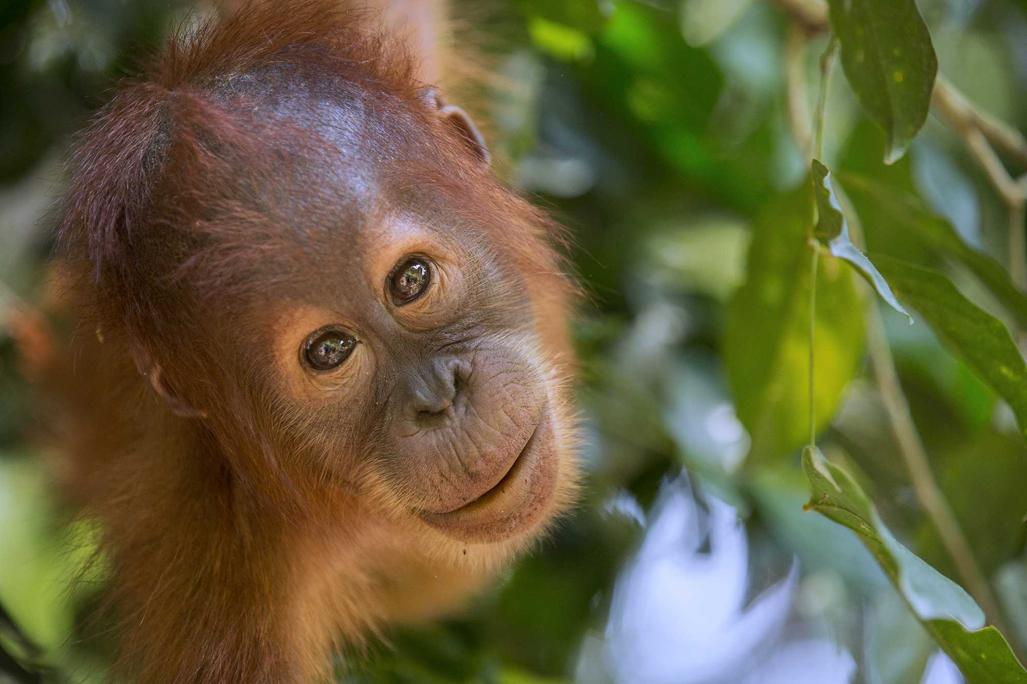 Орангутанг обезьяна. образ жизни и среда обитания орангутанга