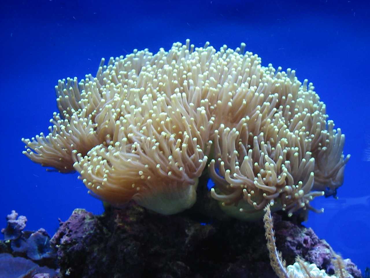 Как образуются и где обитают кораллы? | животные