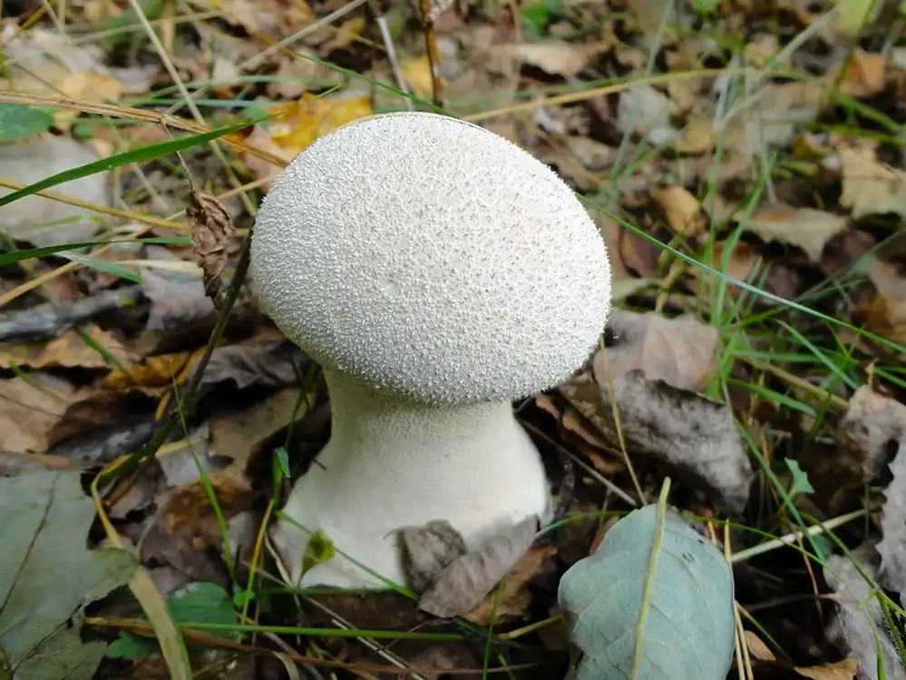 Чем пахнет гриб дождевик. гриб дождевик: фото, описание