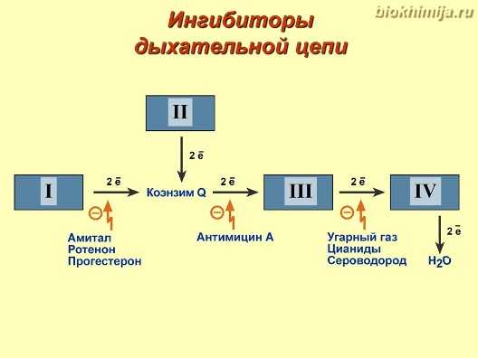 - строение цепи - биохимия