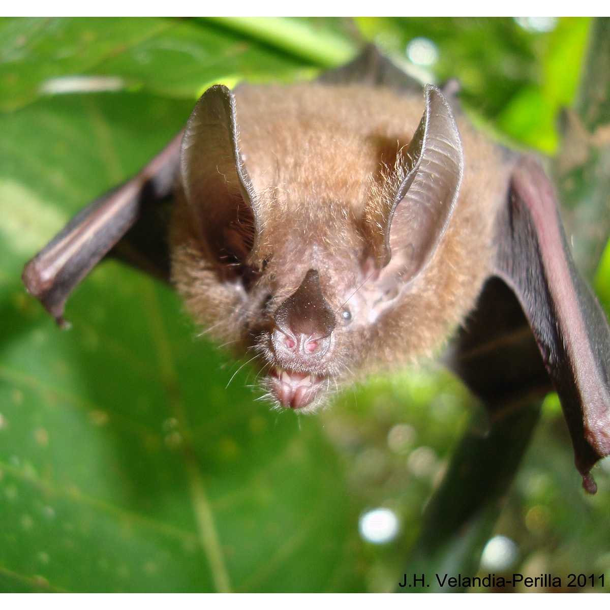 Листоносая летучая мышь - leaf-nosed bat