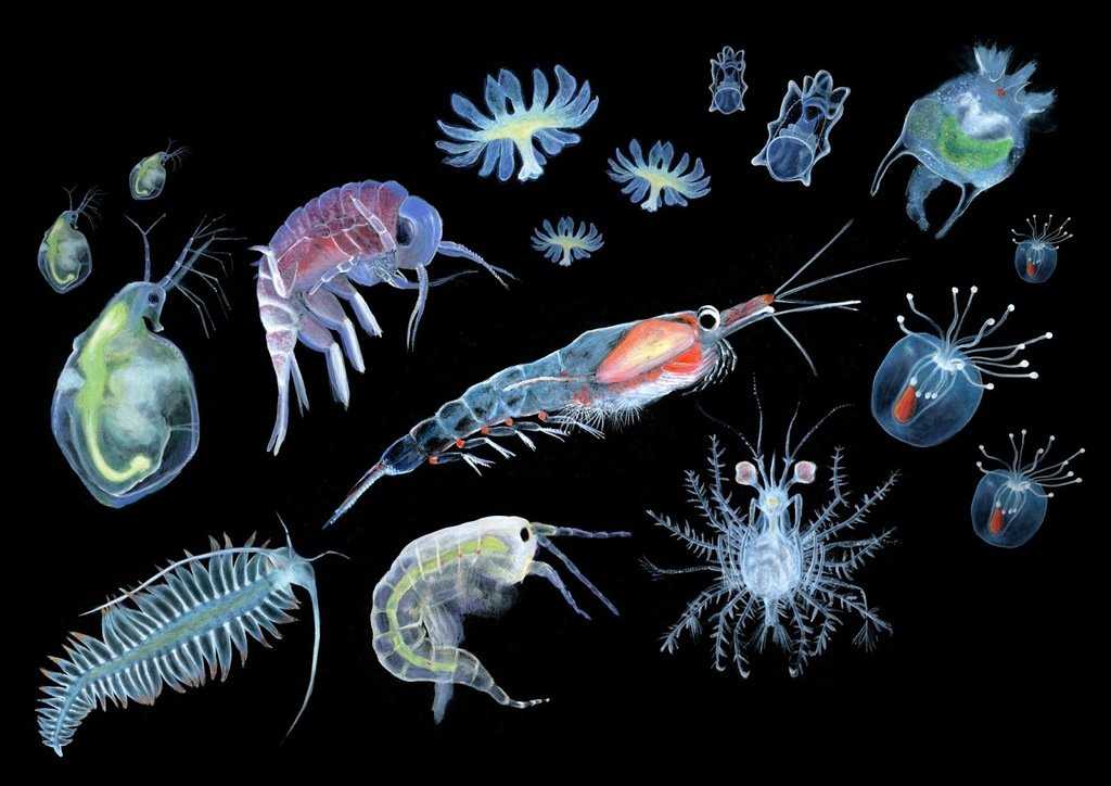 Чем питается планктон