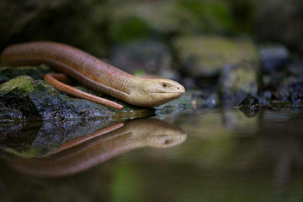 Желтопузик из крыма: это не змея, но очень похожа