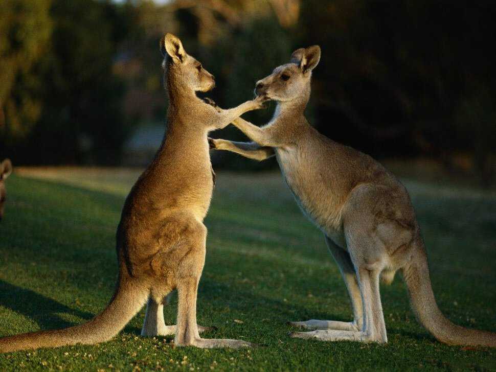 Австралия с их животными