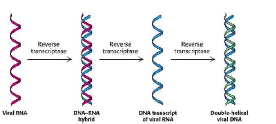 Обратная транскриптаза - reverse transcriptase