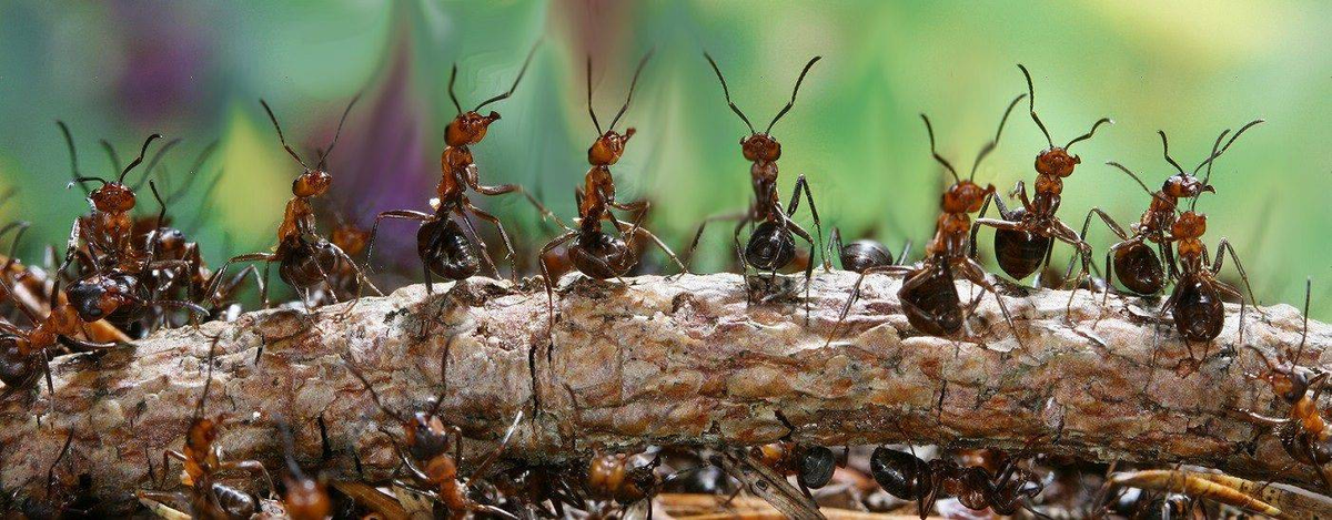 Как избавиться от рыжих муравьев из сада и дома: действенные народные методы — мой садочек