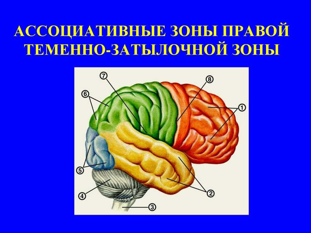 Ассоциативные доли мозга. Проекционные и ассоциативные зоны коры головного мозга. Ассоциативные поля коры головного мозга. Передняя ассоциативная зона коры головного мозга.